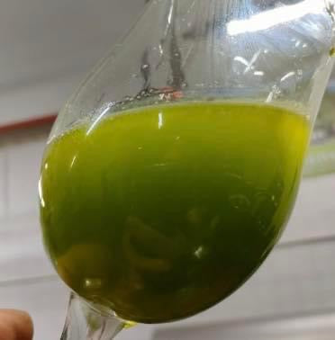 Oglialora Extra Virgin Olive Oil: Delicato (100mL)